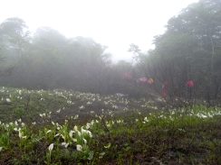 焼石岳-登山①