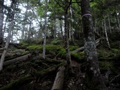 仙丈ケ岳-遠征登山③