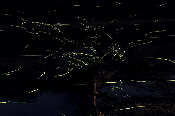 ほたる 兵庫県朝来市山東町編