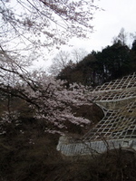小菅川C&R 4/12