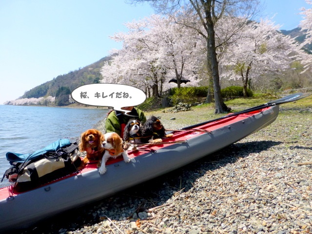 ☆琵琶湖お花見カヌー