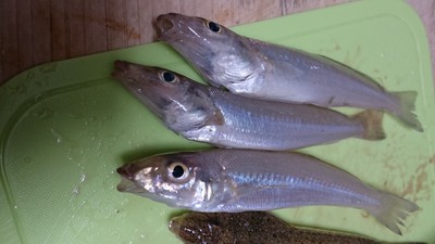 串本五目釣り