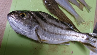串本五目釣り