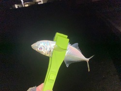 アジ凪Ⅸ アジ凪Ⅸ