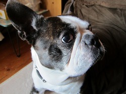 犬を飼ったと云うコト 犬を飼ったと云うコト