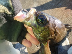 朝も早よからⅡ 朝も早よからⅡ