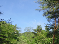 自然の森ファミリーオートキャンプ場 2014/05/17-18②
