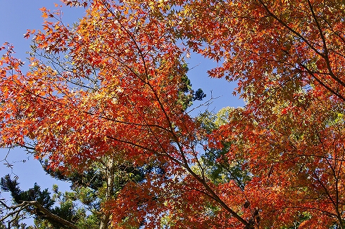 道志紅葉パトロール2016秋(11月3日備忘録) 道志紅葉パトロール2016秋(11月3日備忘録)