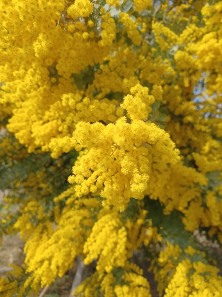 88年前の写真機とミモザの花言葉 88年前の写真機とミモザの花言葉