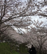 島の瀬の桜