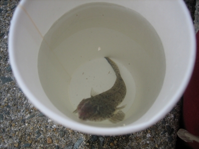 海釣り公園釣果なし・・・
