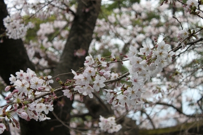 桜開花状況(4月3日)