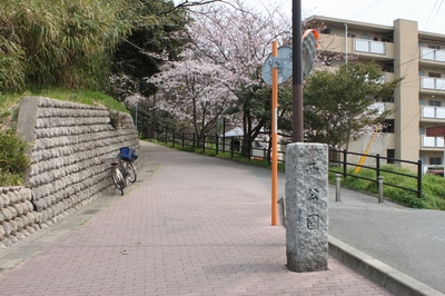 桜開花状況(4月3日)