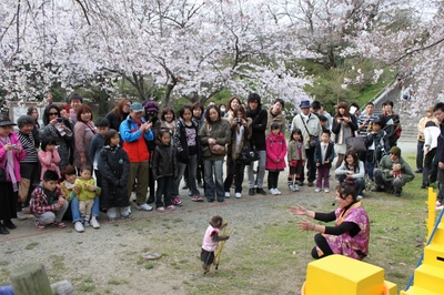 桜開花状況(4月3日)