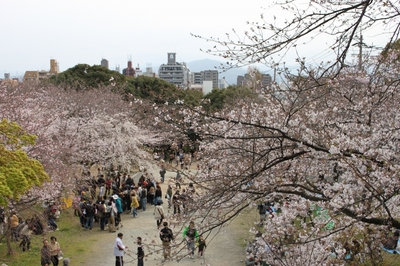 桜開花状況(4月3日)