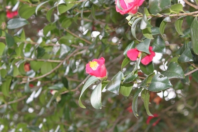 桜開花状況(4月3日)