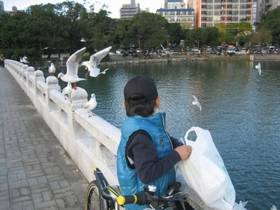 大濠公園のカモメ