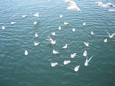 大濠公園のカモメ