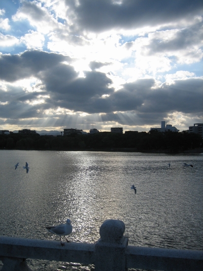 大濠公園のカモメ