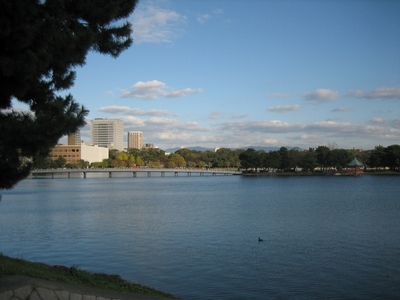 大濠公園のカモメ