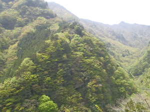 緑の渓