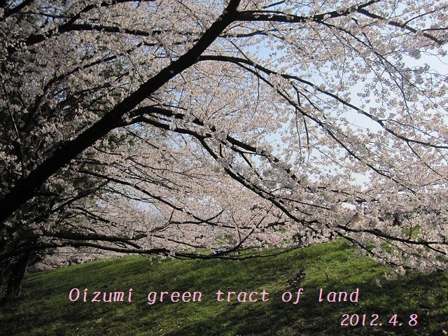 お花見へ。。。