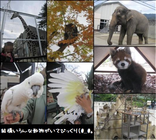 京都市動物園