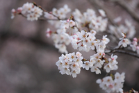 朝の桜 花見キャンプ in 木谷山
