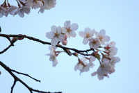 朝の桜 花見キャンプ in 木谷山