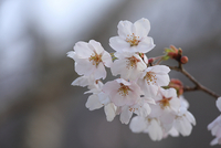 朝の桜 花見キャンプ in 木谷山