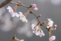 朝の桜 花見キャンプ in 木谷山