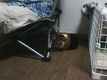 Coleman「LOW MESH CHAIR」…実証編