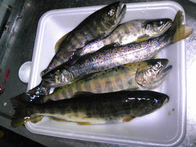 親子マス釣り・つかみ取り