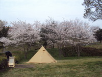 若杉集会からの花見キャンプ