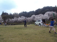 若杉集会からの花見キャンプ