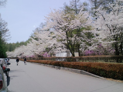 富士桜ミツバツツジまつり
