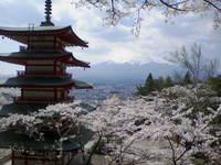 富士吉田市浅間公園の桜