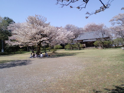 滝山城址の桜