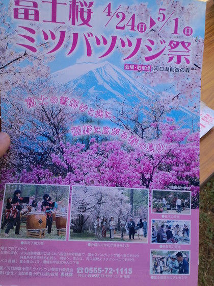 富士桜ミツバツツジまつり