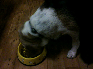 DOG LIFE