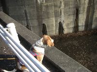 銚子ダム公園キャンプ場