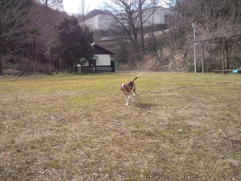 犬と戯れる日