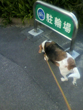 DOG LIFE