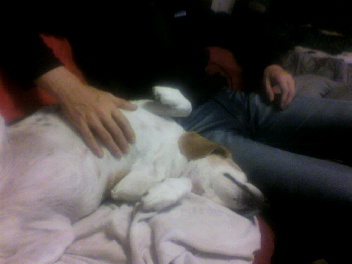 DOG LIFE