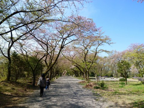 弘法山公園　散歩　2011.4.17