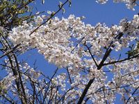 ちょっと寄り道 四尾連湖 ソロ