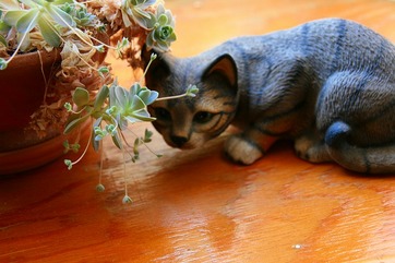 愛猫「タマ」の狙いの正体♪ KISS試し撮りⅡ