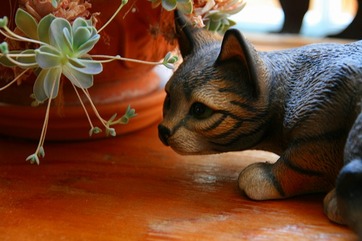 我が家の愛猫 何狙ってるの?♪KISSの試し撮り編