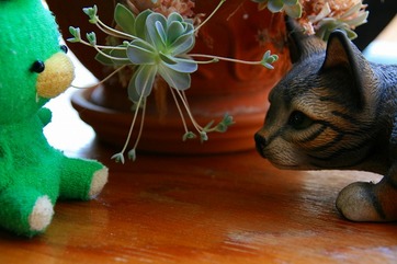愛猫「タマ」の狙いの正体♪ KISS試し撮りⅡ