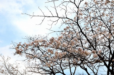 いつもの適地で花見